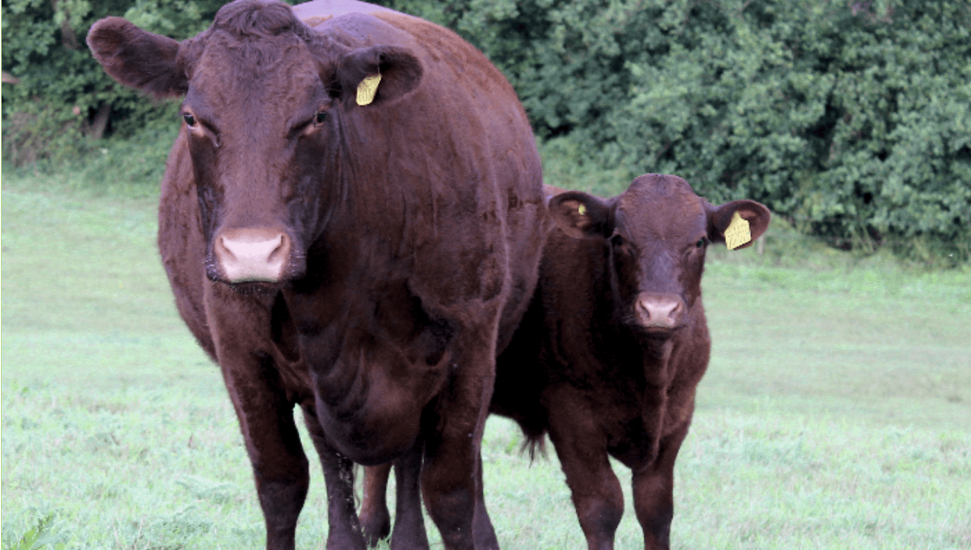 Red Ruby cow with her calf standing side by side curiously.