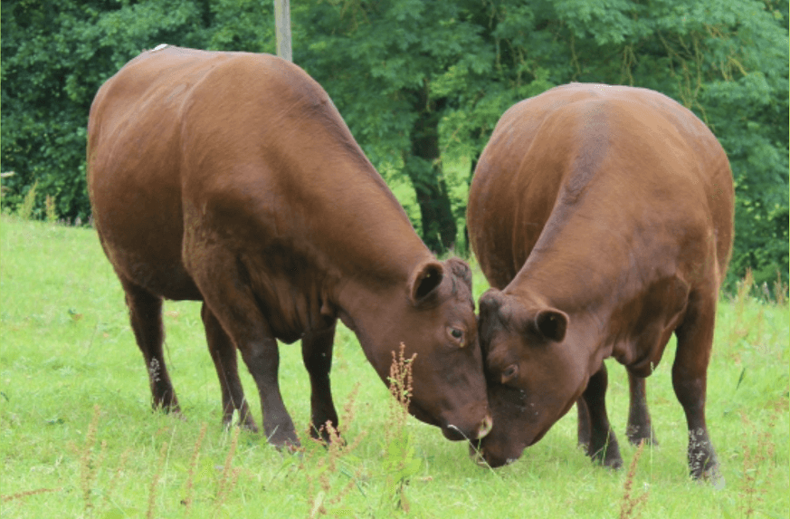 Two brown cows standing closely together on a grassy field, gently touching heads in a quiet farm setting with trees and a wooden post in the background.