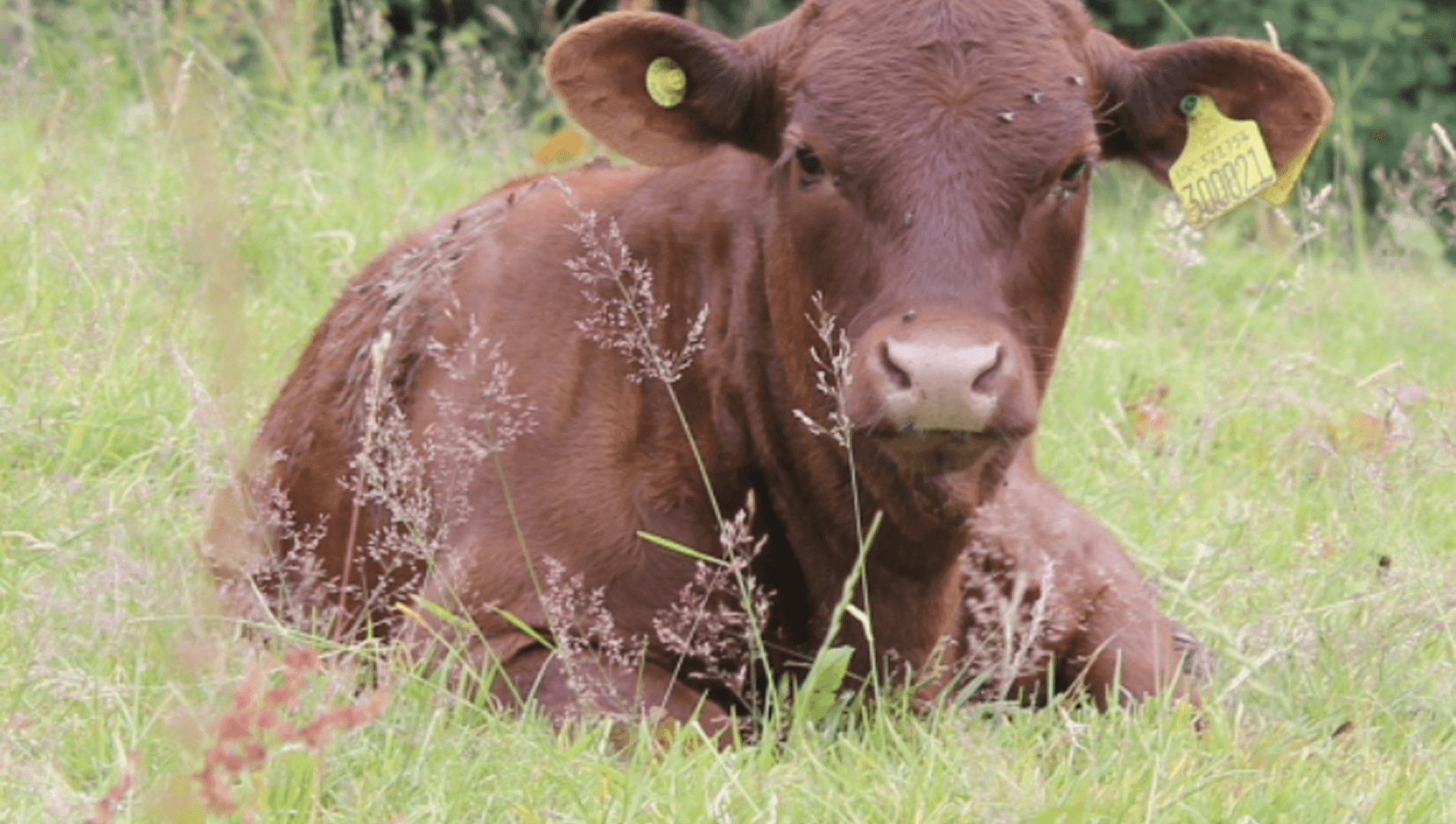 Ruby Red cow laying contently in the grass.