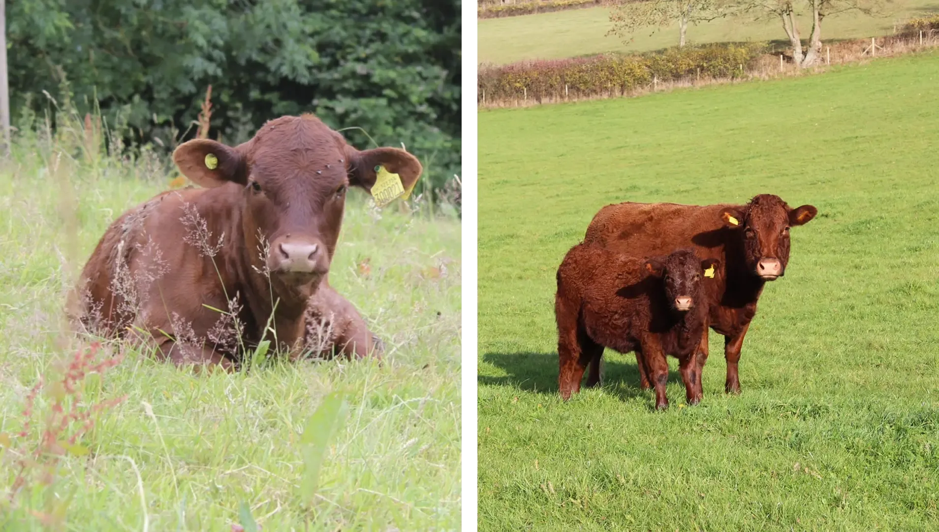 cow collage